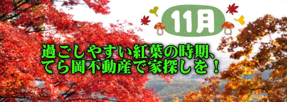 11月
